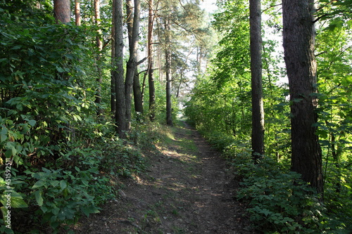 Forest footpath between the trees at Sunny summer day with shadows  eco tourism in Park  East European woodland natural landscape