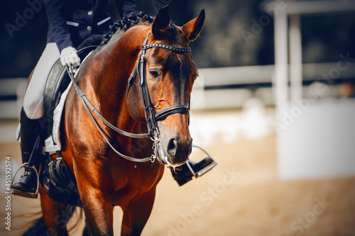 Canvastavla Equestrian sport. Dressage of horses in the arena.
