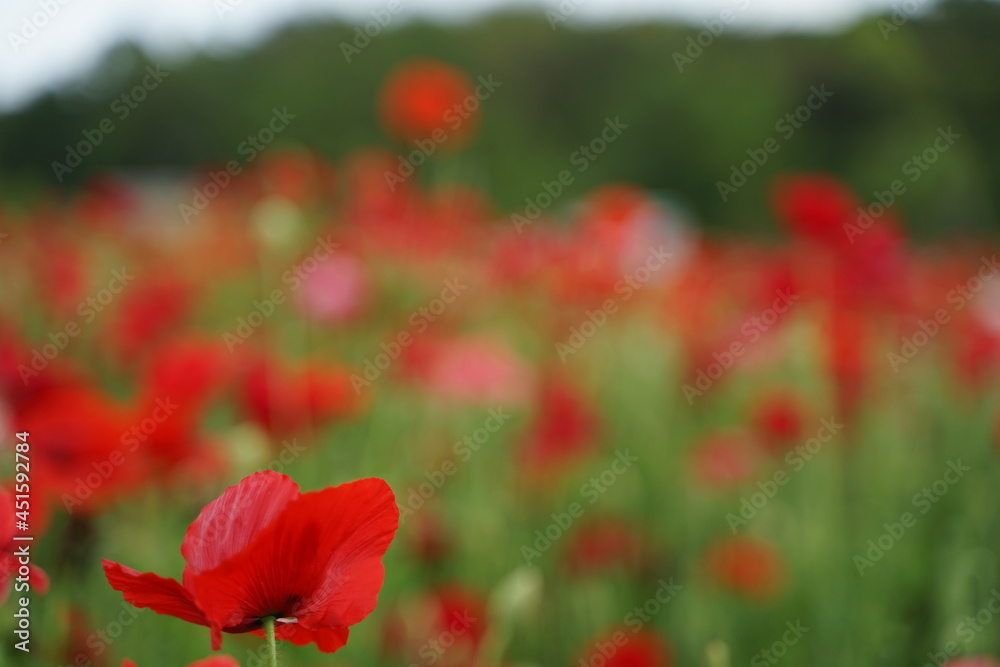 Obraz premium red flowers