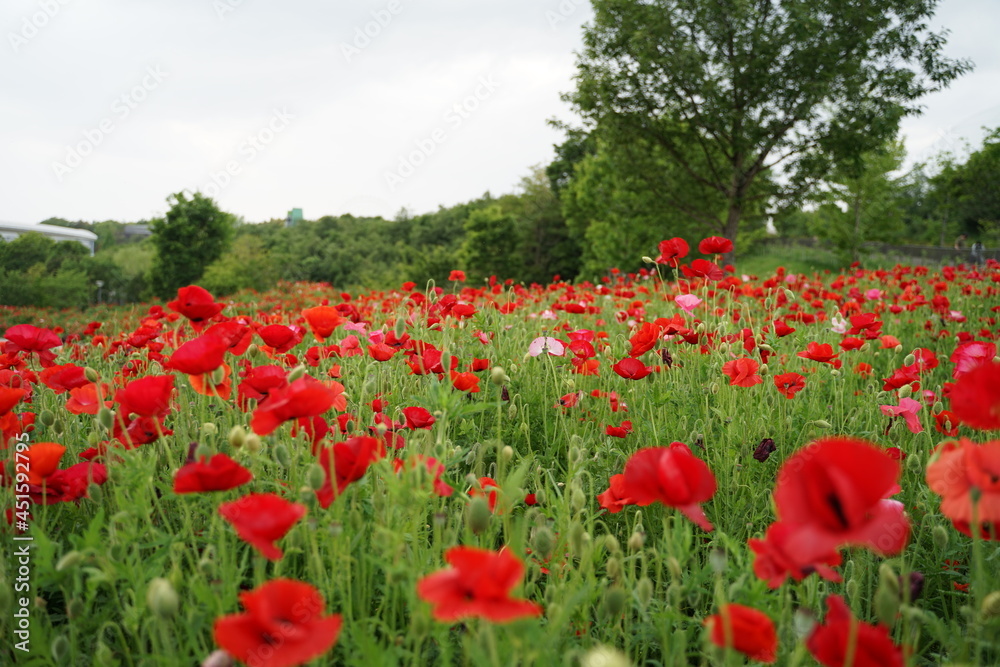Fototapeta premium field of poppies