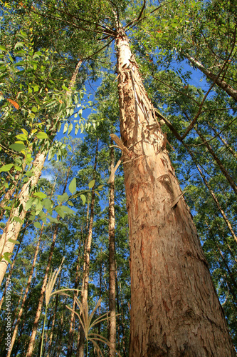 eunapolis, bahia, brazil - february 25, 2009: eucalyptus tree plantation for pulp production in the city of Eunapolis, south of Bahia. photo