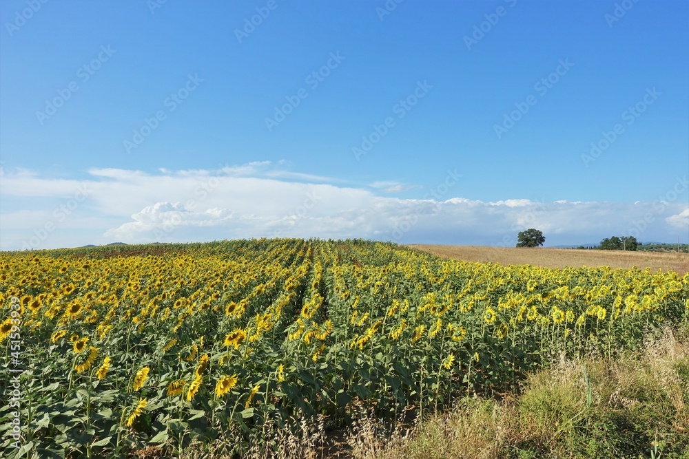 Tuscan hilly landscape with sunflower field