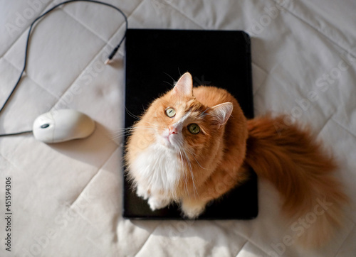 Cat sitting on laptop with computer mouse on white bed, top view