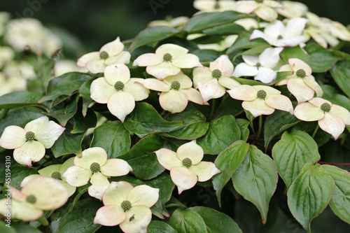 Flowering dogwood with large white bracts