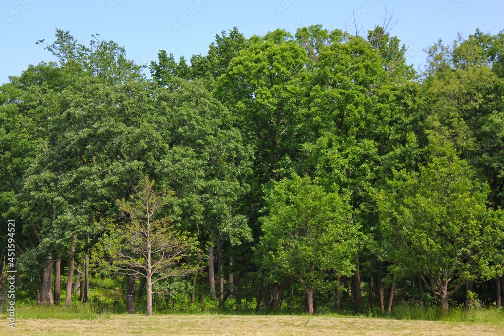 Lush green grove of tall trees in the park Lush green grove of tall trees in the park
