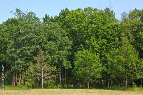 Lush green grove of tall trees in the park