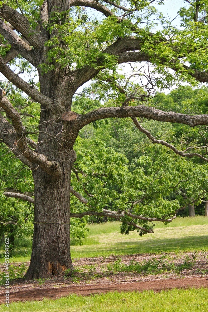 Old strong tree growing in the summer meadow. Old strong tree growing in the summer meadow.