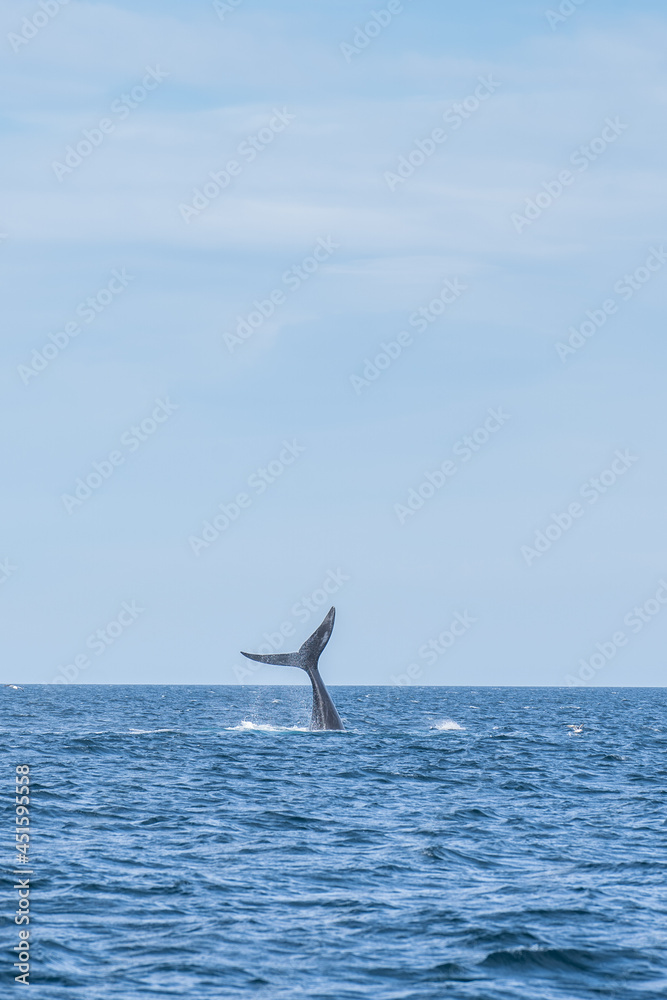 Fototapeta premium seagull in flight