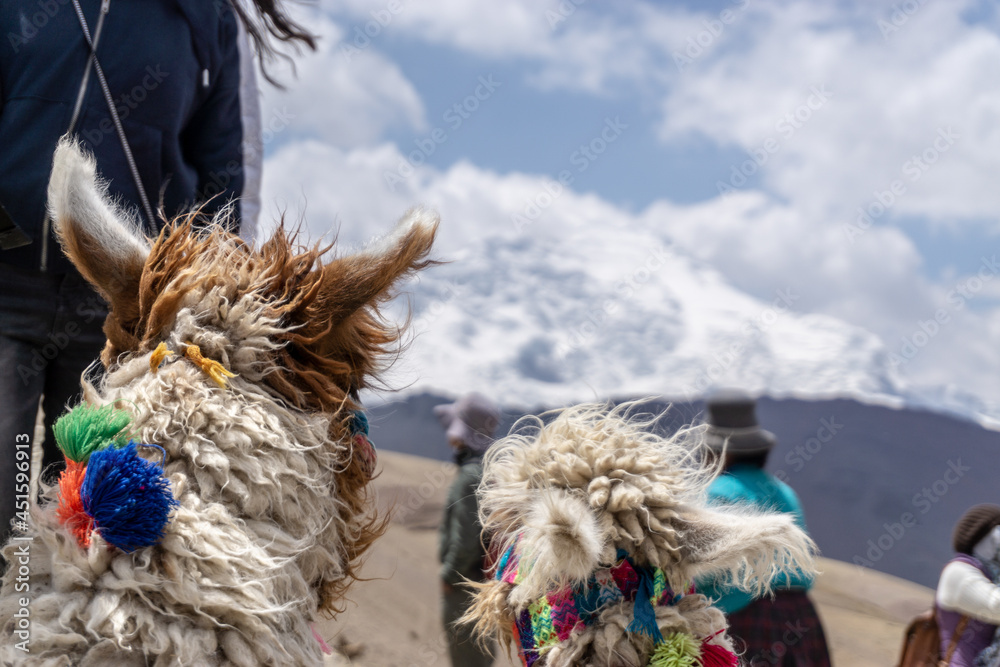 Llama Dressed Up on Rainbow Mountain Llama Dressed Up on Rainbow Mountain