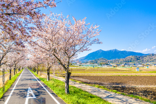 つくば霞ヶ浦りんりんロードの桜並木と筑波山 茨城県 サイクリングロード	