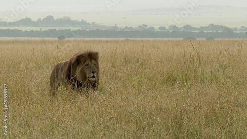 African Lion (Panthera leo) sauntering in high grasses on the plains. photo
