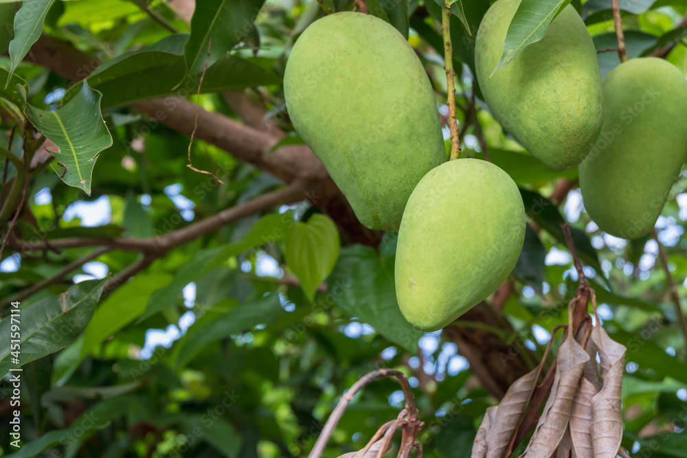 Fresh green raw mango from the mango tree Fresh green raw mango from the mango tree
