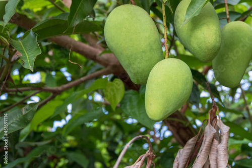Fresh green raw mango from the mango tree