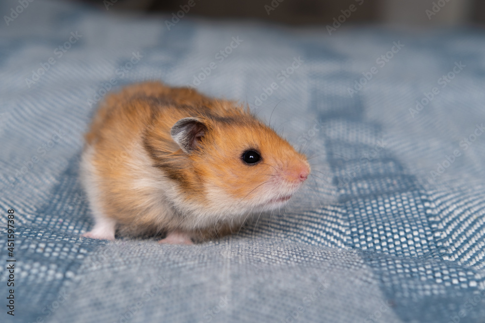 little cute ginger hamster walking on the bed