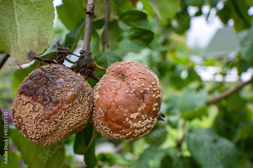 The fruits of the apple tree are affected by fungus and rot. Loss of apple harvest.