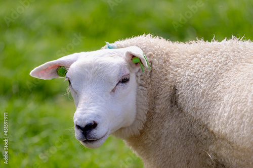 Close up face of sheep standing on the green meadow with selective focus, Ovis aries are quadrupedal ruminant mammals typically kept as livestock, Lamb on the field in countryside, Netherlands.