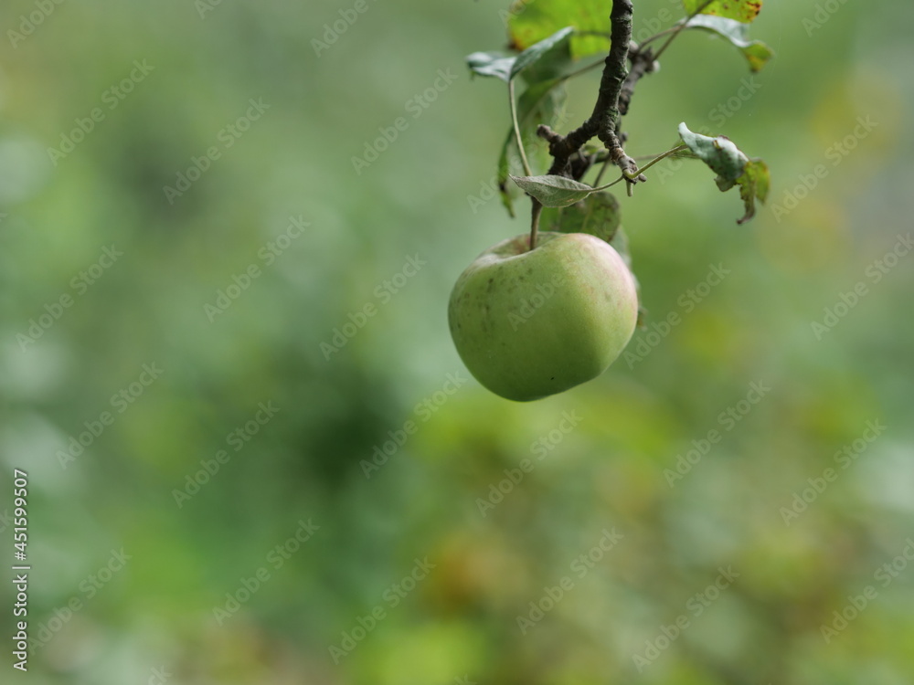 green apple on tree green apple on tree