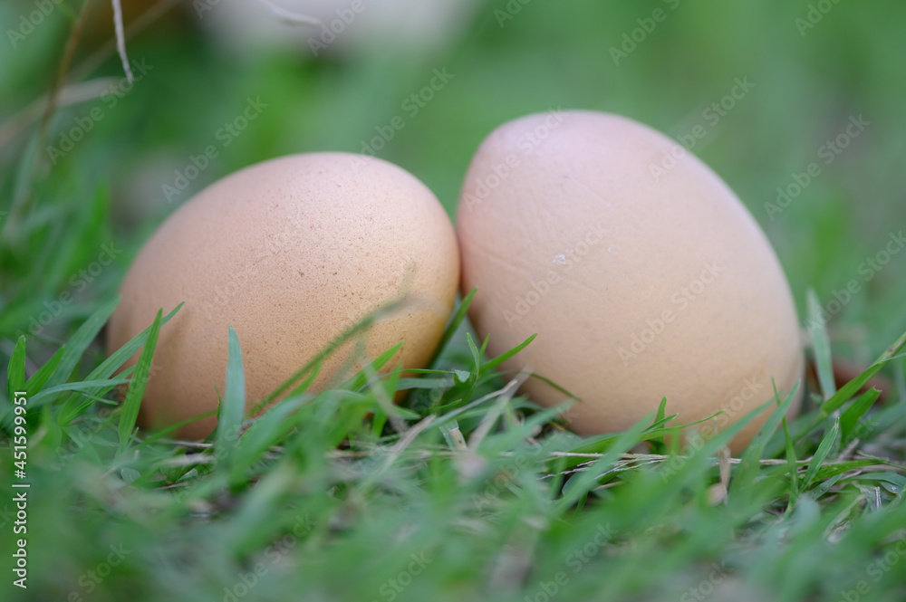 2 chicken eggs lying on the grass 2 chicken eggs lying on the grass