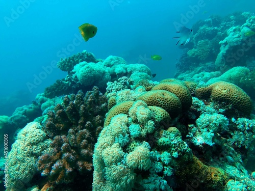 Fototapeta Naklejka Na Ścianę i Meble -  coral reef and diver