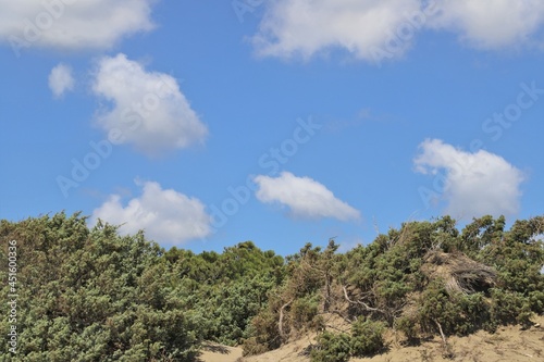 Mediterranean vegetation with sky background with puff clouds