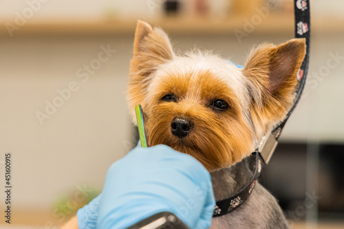 grooming salon service work small dog portrait with brown wool have cutting by human hands