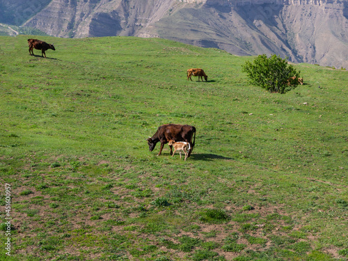 A cow and a calf graze on a mountain pasture overgrown with fresh grass on a sunny day © storyteller63