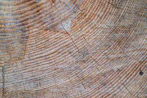 Clear texture of a cut of a tree for logging. 4k photorealistic texture