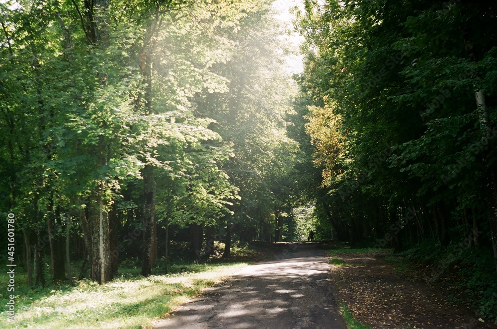 Obraz premium path in the forest