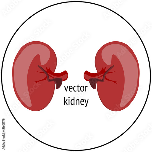 vector kidney model 