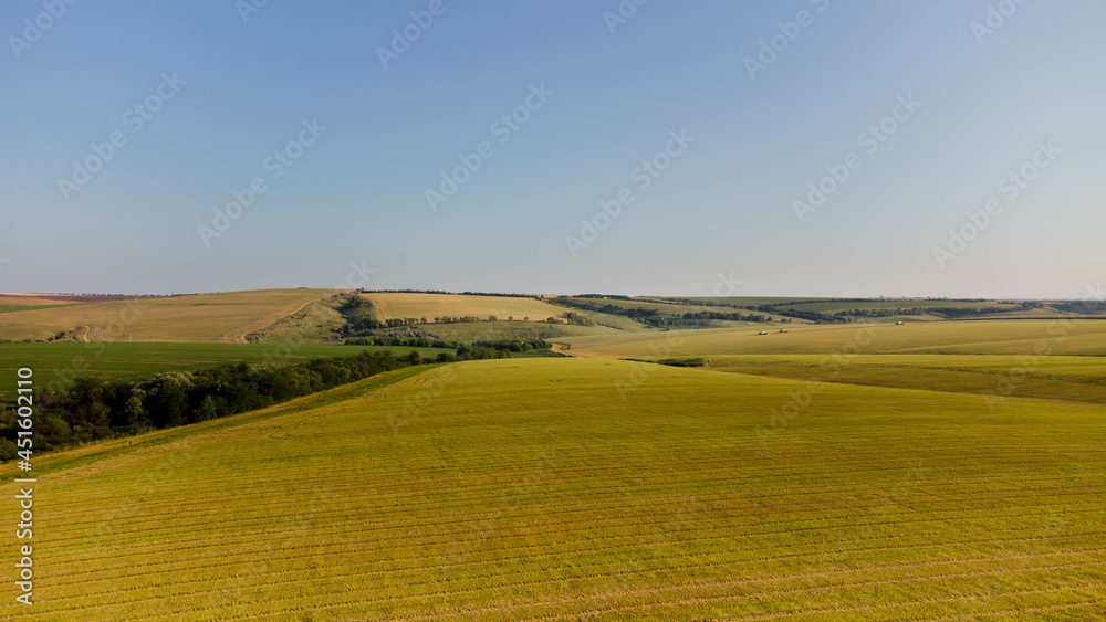 Aerial view of the wheat field. Farm landscape view from drone.