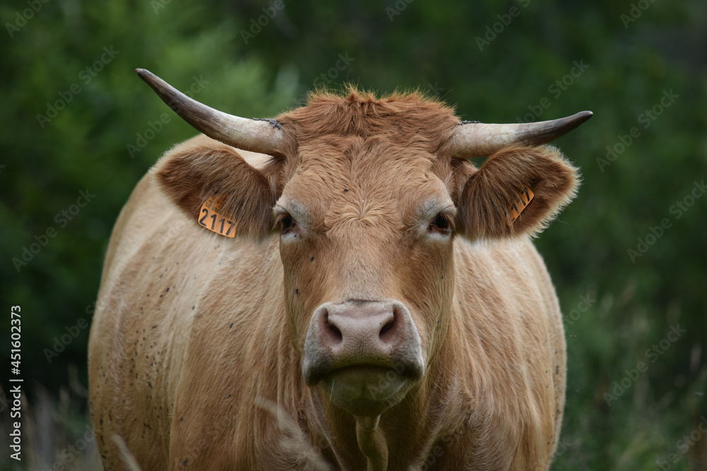 Vaches Limousine Limoges Bovin 