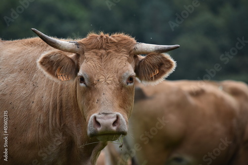 Vaches Limousine Limoges Bovin 