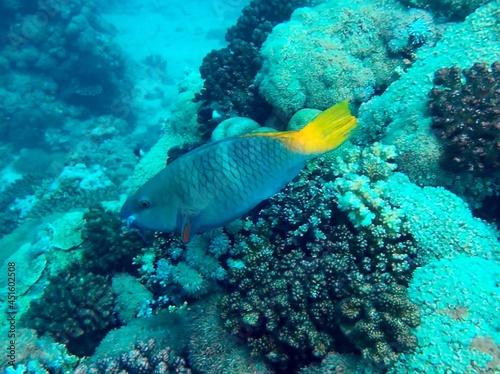 coral reef with parrot fish