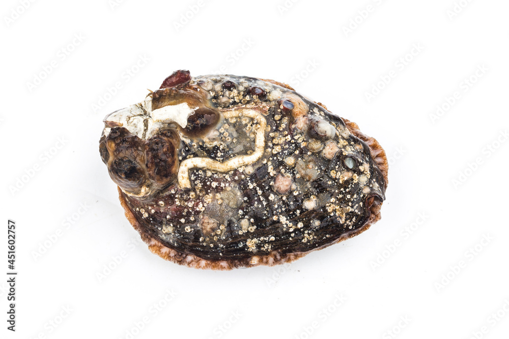 Raw abalones on the white background Raw abalones on the white background
