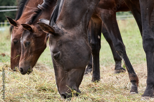 Three brown horses, stallion, mare and young foal grazing in green pasture in summer.