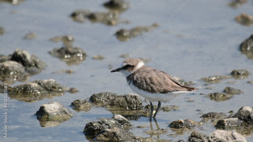 Kentish Plover Charadrius alexandrinus in the wild. Close up. Kentish Plover Charadrius alexandrinus in the wild. Close up.