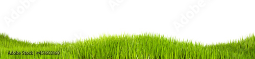 Isolated grass on a white background, 3d illustration. Grass texture for the background, 3d rendering. A green lawn or meadow