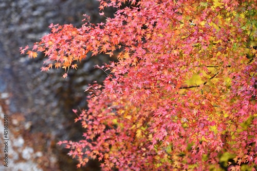 Oashi valley, Kanuma, Tochigi, in autumn photo