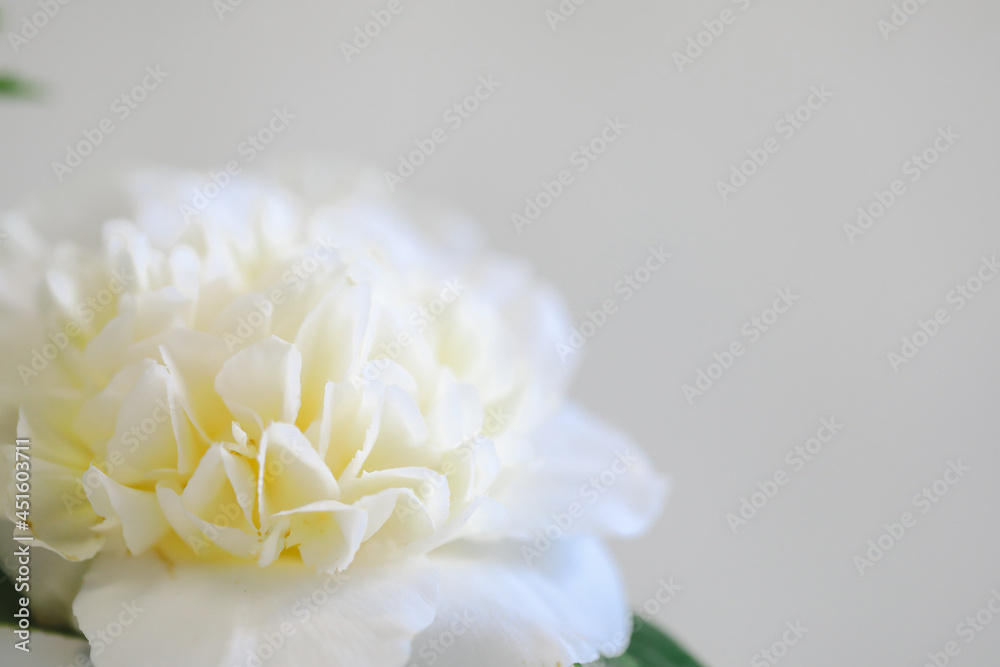 Close up image of delicate white camellia flower on plain white background