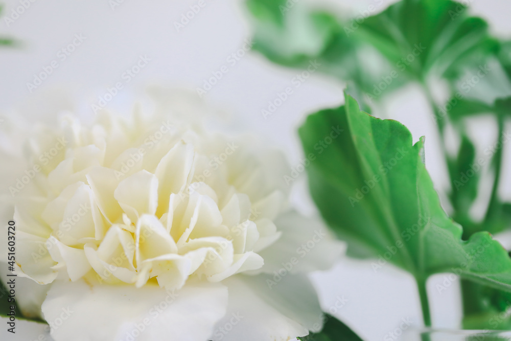 Close up image of delicate white camellia flower on plain white background Close up image of delicate white camellia flower on plain white background