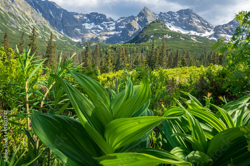 Beautiful summer view of the Tatra Mountains. Gasienicowa Valley.