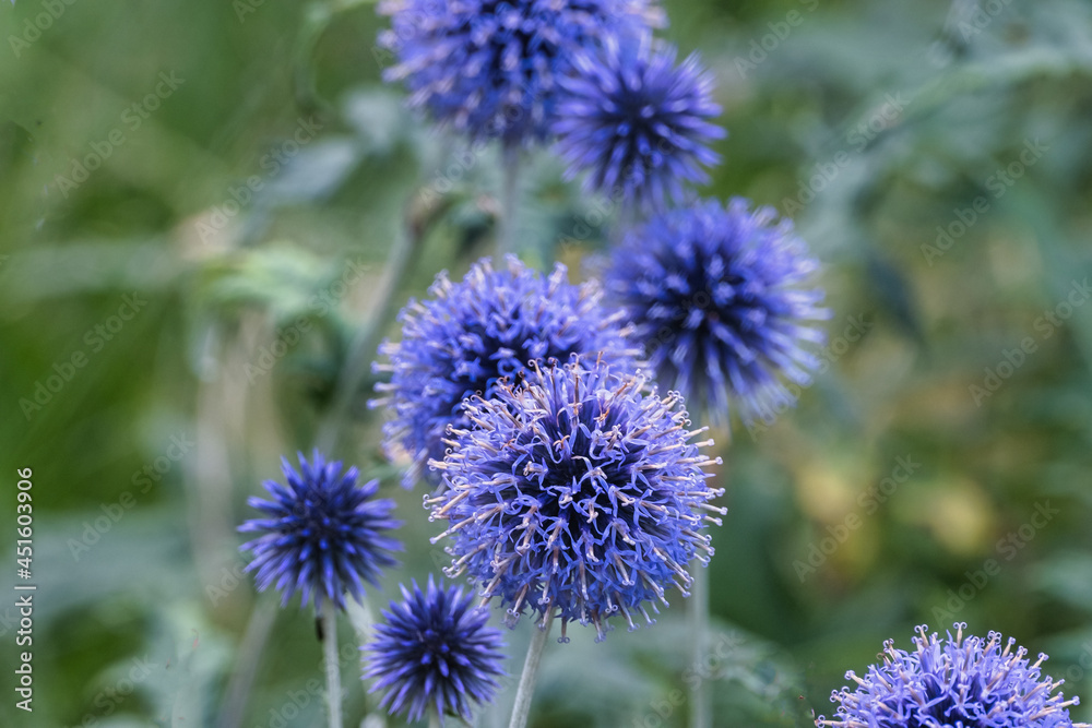 Thistle flowers in Tiergarten berlin, Germany Thistle flowers in Tiergarten berlin, Germany