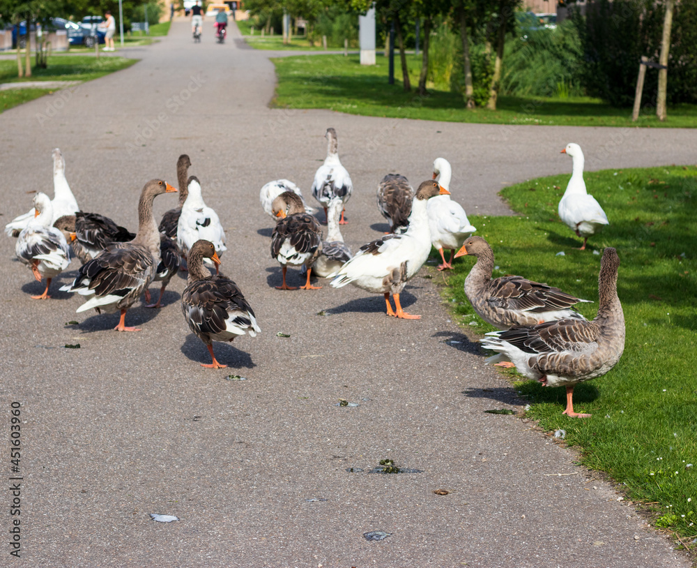 Obraz premium wild ganses on the road