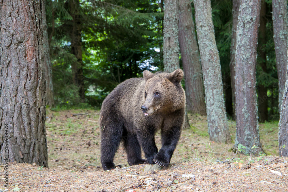 brown bear in the forest. Wild bear walks in the forest, Carpathians, Romania, Transfagarage.