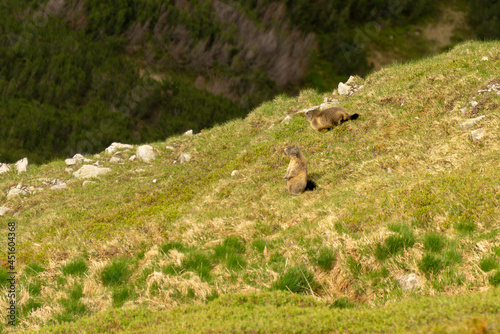 Marmots (Marmota marmota latirostris) in the Tatra Mountains.