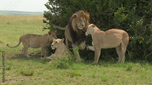 African Lion (Panthera leo) male growling at  female
