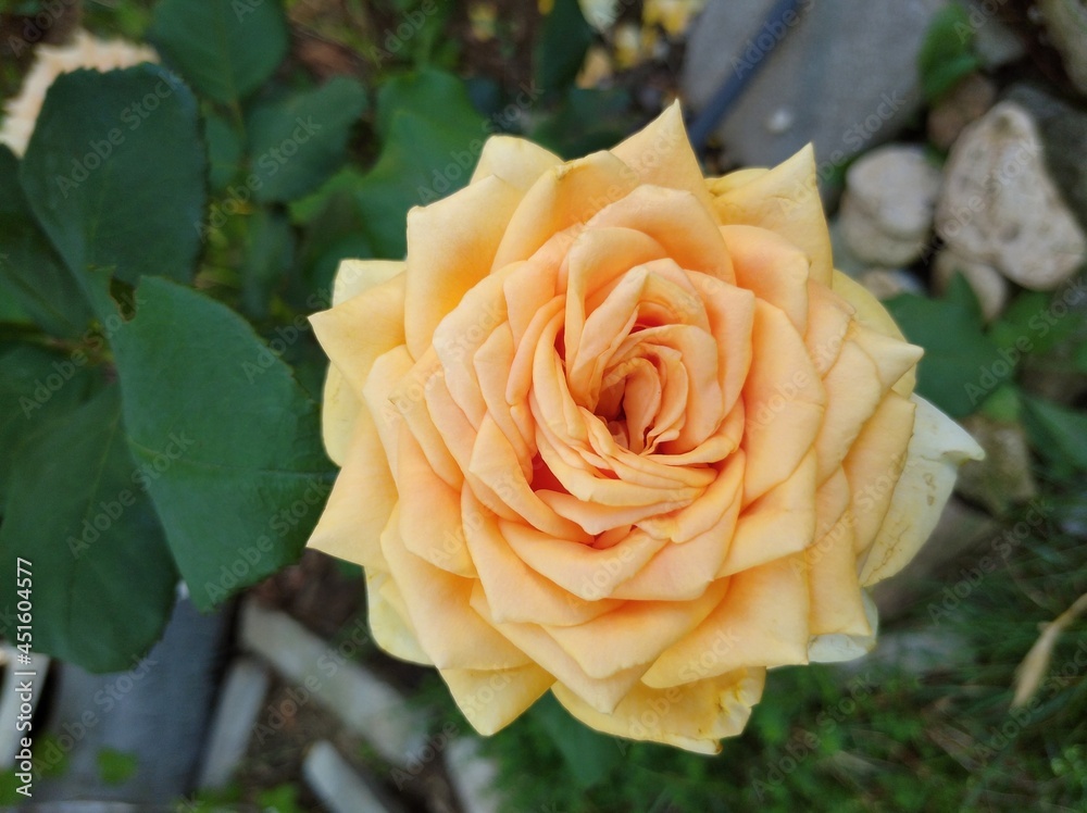 Beautiful flower of yellow-orange rose. Kings Pride variety Beautiful flower of yellow-orange rose. Kings Pride variety