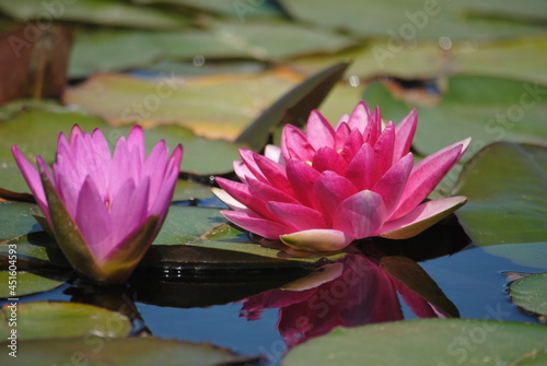 The water lily. The old pond is decorated with a colorful water lily.
