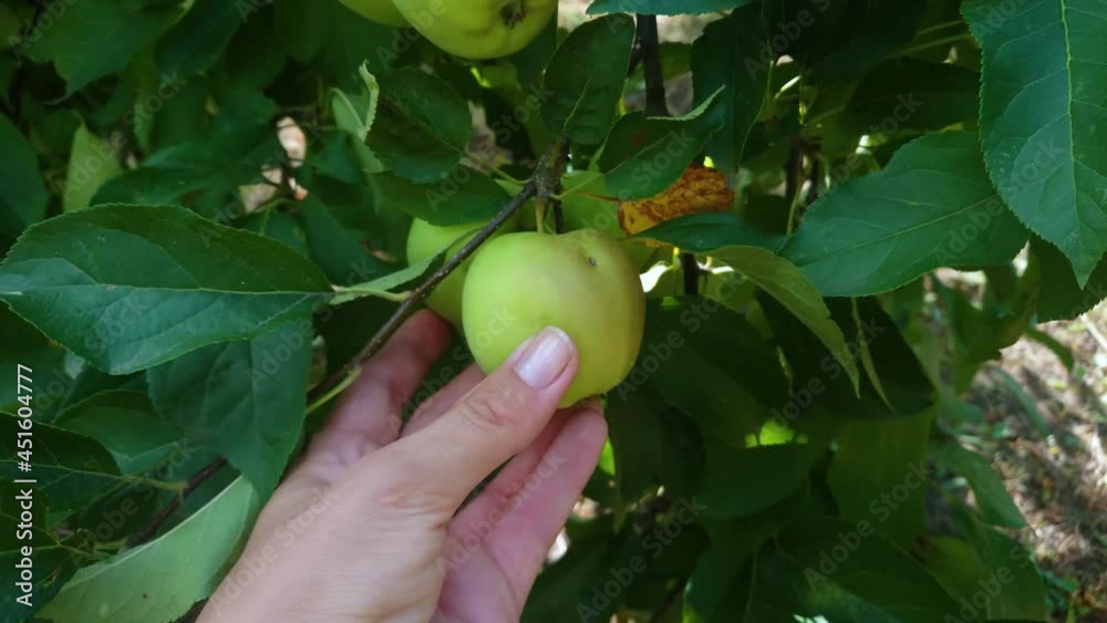 Apple tree with ripe apples, blurred background Apple tree with ripe apples, blurred background