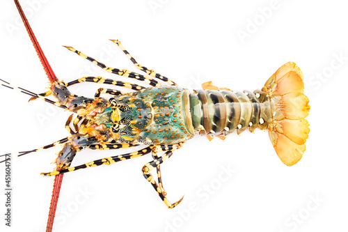 Fresh spiny lobster isolated on white background, Palinurus vulgaris photo